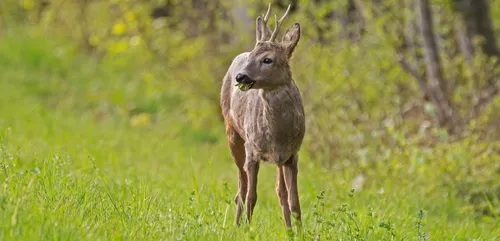 Oise : les pompiers viennent en aide à un chevreuil en état d’ivresse
