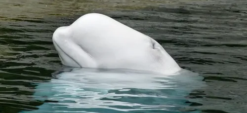 Elle fait tomber son téléphone dans la mer, un beluga le lui...