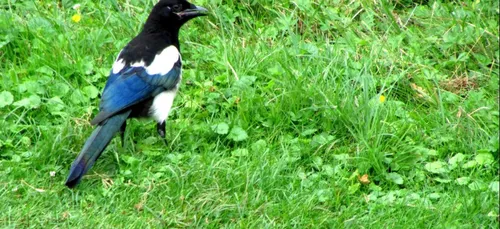 Yvelines : des pies neutralisent le RER A pendant 3 heures