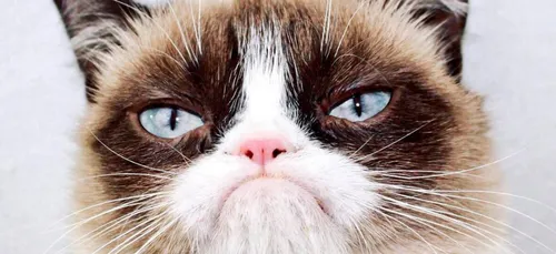 La chatte Grumpy Cat est décédée ! (Photo)