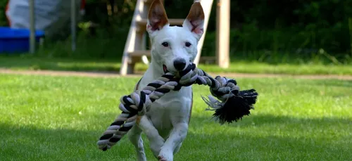 Dynamic Dogs : la salle de sport réservée aux chiens (vidéo)