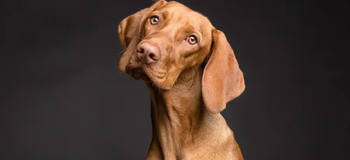 Il est désormais possible d’aller au cinéma avec son chien !