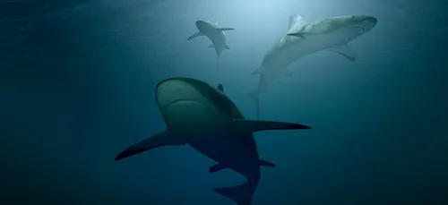 Un père frappe un requin à mains nues pour sauver sa fille !