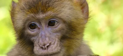 Ce singe g&acirc;che la photo d’une famille avec un geste osé (Photo)