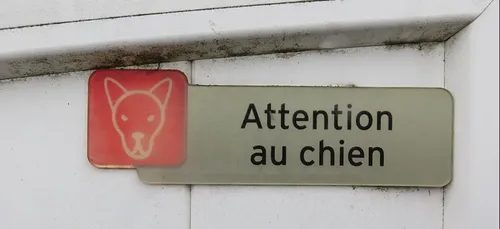 Yvelines : attaquée par six chiens, elle finit à l’hôpital