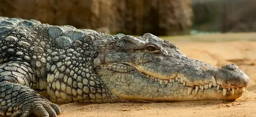 Une fillette de deux ans se fait dévorer vivante par des crocodiles
