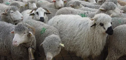Île-de-France : une ballade avec des moutons en banlieue, ça vous...