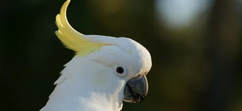 Ce célèbre cacatoès, star de YouTube, a inventé quatorze pas de...