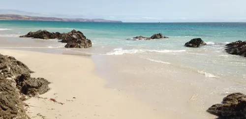 Enterré vivant sur une plage d'Hawaï par sa maîtresse, ce chien est...