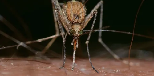 On sait enfin pourquoi les moustiques piquent certaines personnes...
