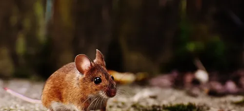 Grand Frais : une souris filmée dans un étal du supermarché...