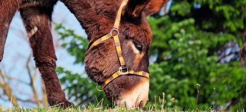 Un homme fait le buzz en chantant la chanson du Roi Lion avec son...