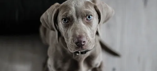 Une youtubeuse publie par erreur une vidéo où elle maltraite son chien