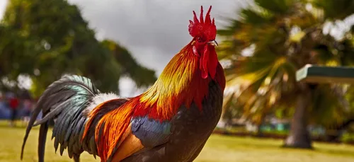 Pour "s'amuser", il arrache la tête d'un coq vivant avec ses dents...