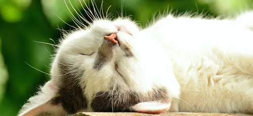 Alerte : découvrez le premier vaccin pour ceux qui sont allergiques...