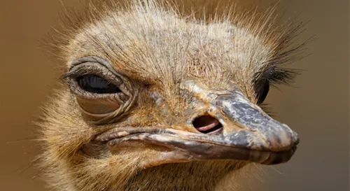 Seine-et-Marne : deux autruches tuées et trois volées dans une ferme