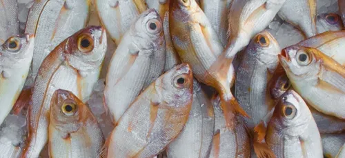 Essonne : une cliente trouve des vers dans ses poissons achetés à...