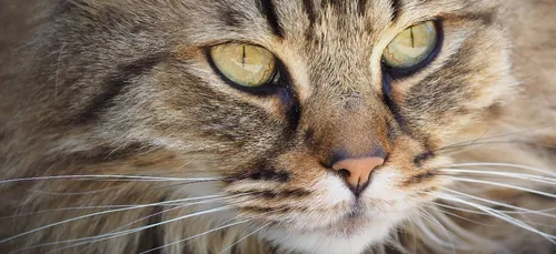 Ils passent leurs vacances à côté de l'autoroute dans l'espoir de...