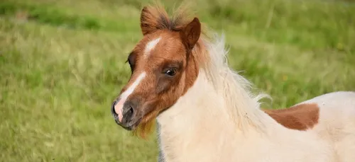 Une femme prend l'avion avec son poney en cabine (vidéo)
