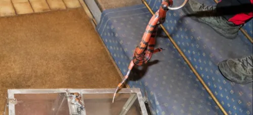 Un serpent d’1,5m s'échappe dans un immeuble du Val-de-Marne