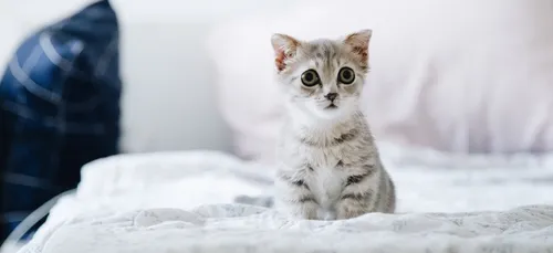 Un chat retrouvé 41 jours après avoir été perdu à l’aéroport d’Orly