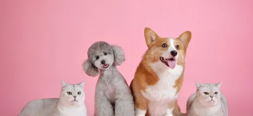 Découvrez les noms les plus donnés aux chiens et chats en 2019 !