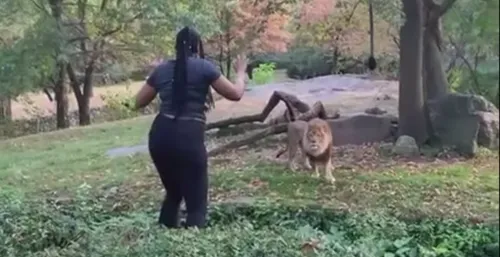 Une femme s'introduit dans l'enclos aux lions pour danser devant...