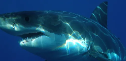 Un grand requin blanc sème la panique parmi un groupe de plongeurs...