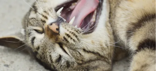 Un chat placé sous perfusion après une nuit torride avec plusieurs...
