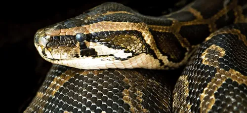 Un boa s’introduit dans un appartement et tue un chaton (Photo)