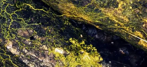 Parc Zoologique de Paris : connaissez-vous le « Blob » ?