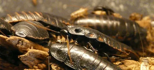 Une mère de famille obligeait sa fille à manger des cafards et des...