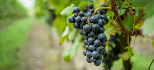 Le premier vin produit en Ile-de-France attendu pour 2020
