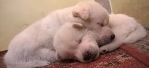 Témoignage : une étudiante Francilienne s’occupe de chiens guides...