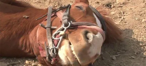 Incroyable mais vrai : ce cheval fait le mort dès qu'une personne...