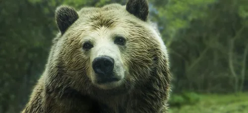 Un ours attaque son dresseur en plein spectacle de cirque (Vidéo)