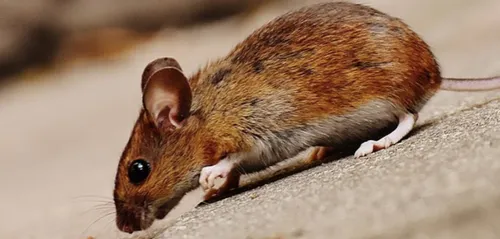 Une femme découvre une souris dans le rayon chocolat d’un...