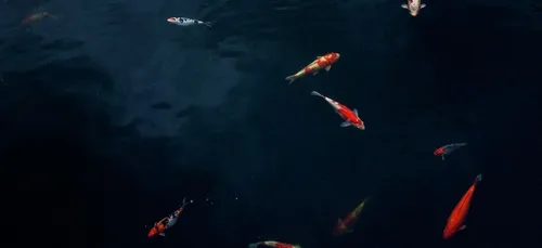 Ce poisson au visage humain devient viral sur la toile (vidéo)