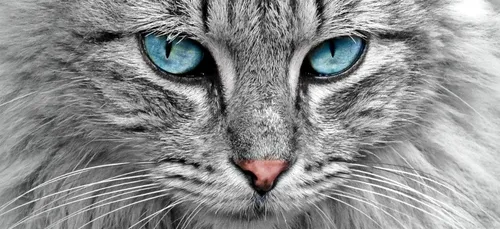 Un chat rattrape in extremis un bébé d'une chute dans l'escalier...