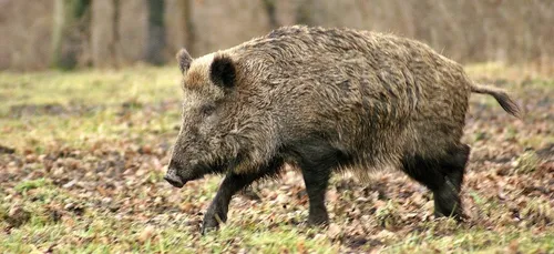 20.000 euros de cocaïne volés à des dealers par...des sangliers !