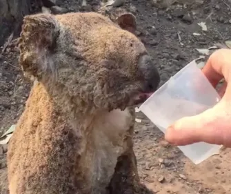 Le sauvetage de ce koala suite aux incendies en Australie émeut la...