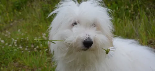 Hauts-de-Seine : une station de lavage automatique pour chien (Video)