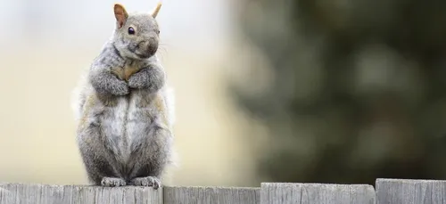 Cet écureuil rescapé d’un ouragan ne dort plus sans son doudou (photo)