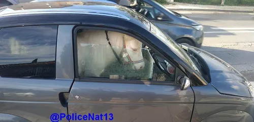Des policiers trouvent un poney installé dans une voiture sans...