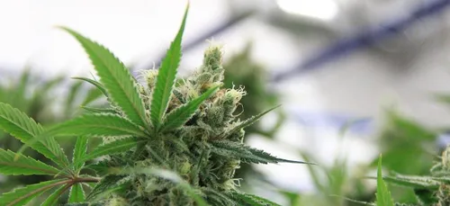 Nouveau job : 2 700 euros par mois pour tester… du cannabis !