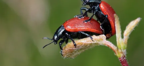 La nouvelle tendance du moment : faire l’amour de manière écolo !