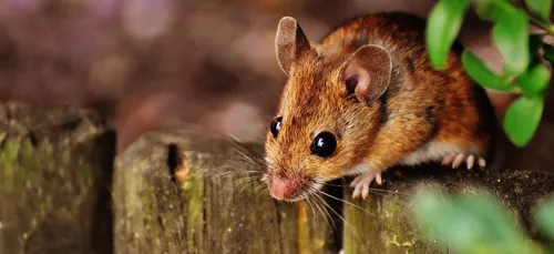 Un enfant de 2 ans recrache une tête de souris trouvée dans son...