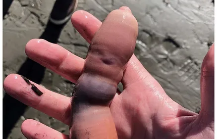 Une plage de Californie envahie par des milliers de...