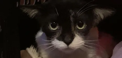 Ce chat aux airs de Bébé Yoda attendrit les internautes (photos)