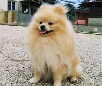 Seine-et-Marne : 5 000 demandes d’adoption pour le petit chien...